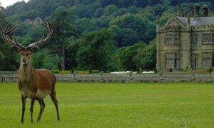 A stag stands in the foreground in a green field. Margam House is in the background.
